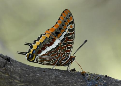 Charaxes jasius
